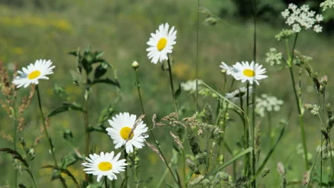 Flowers Stock Footage 243095322