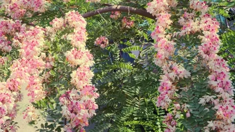 Flowers Video stock 245495362