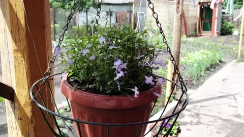 Flowers Stock Footage 246498845