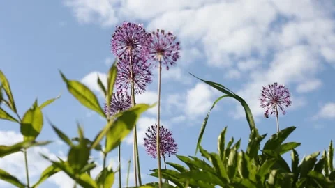 Flowers Stock Footage 248597855