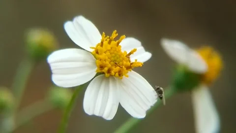 Flowers Stock Footage 249441930