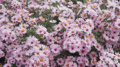 Flowers Stock Footage 250490621