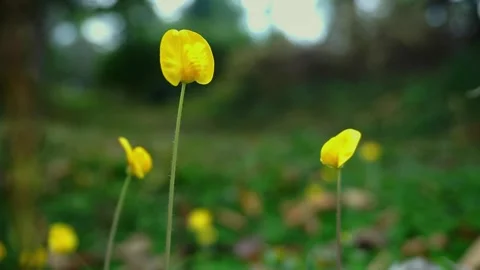 Flowers Stock Footage 251327157