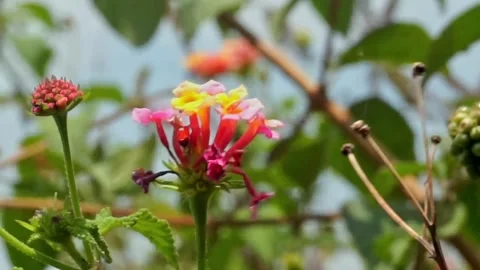 Flowers Stock Footage 251327271