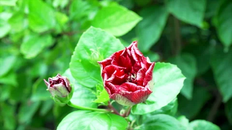 The flowers Stock Footage 253453740