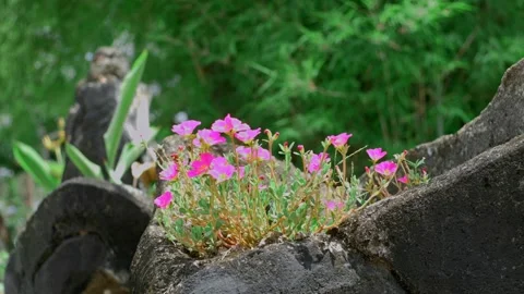 Flowers Stock Footage 254452887