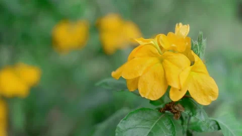 Flowers 動画素材 254453023