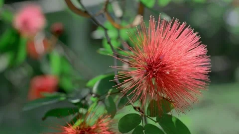 Flowers Stock Footage 254453540