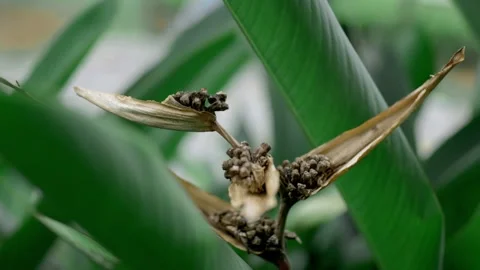 Flowers Stock Footage 254453602