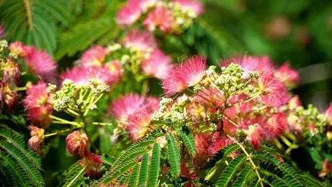 Flowers Stock Footage 261098388