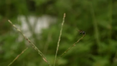 Flowers Stock Footage 264470881