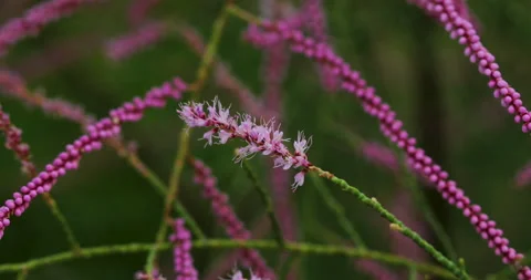 Flowers Stock Footage 272584291