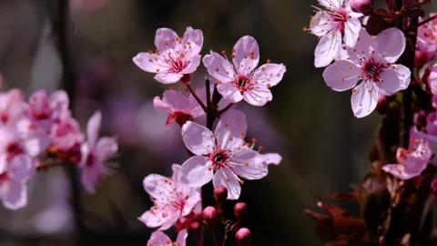Flowers Stock Footage 275448037