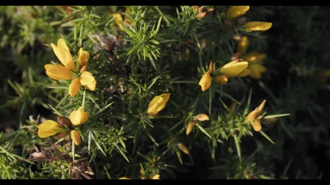 Flowers Stock Footage 281261016