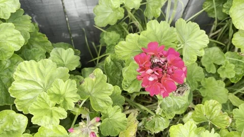 Flowers Stock Footage 281937512