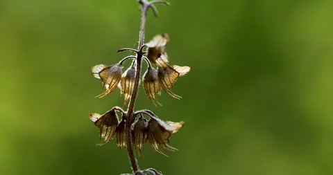 Flowers Video stock 292986495