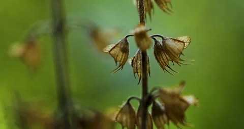 Flowers Stock Footage 292987487
