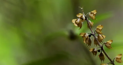 Flowers Stock Footage 292987794