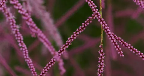 Flowers Stock Footage 293125497