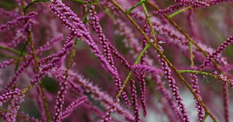 Flowers Stock Footage 293125501