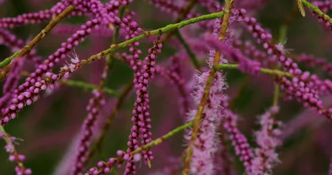 Flowers Stock Footage 293126071