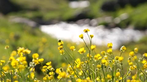 Flowers Stock Footage 294126541