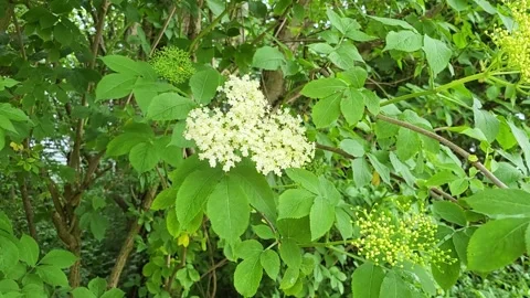 Flowers Stock Footage 310128539