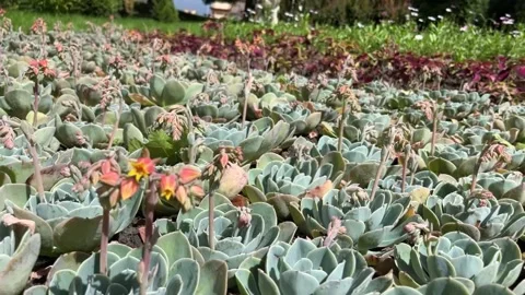 Flowers Stock Footage 314397286