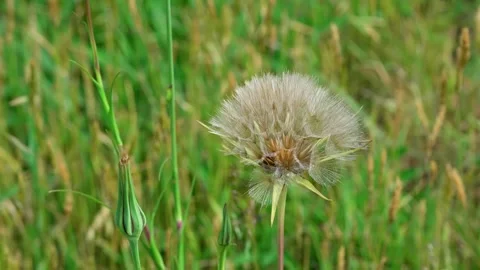 Flowers Stockbeeldmateriaal 314856464