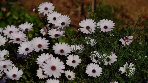 Flowers Stock Footage 317887941