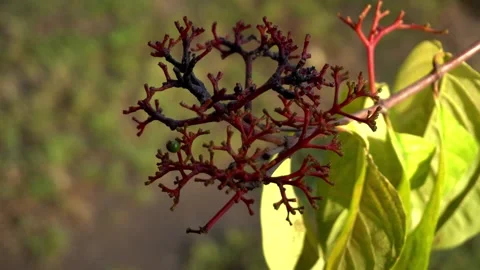 Flowers Stock Footage 324531786