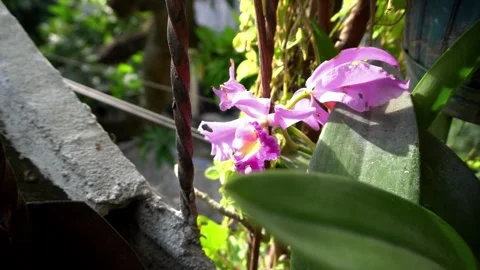 Flowers Stock Footage 324532429