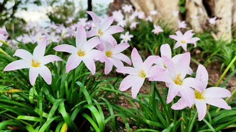 Flowers Stock Footage 325883407