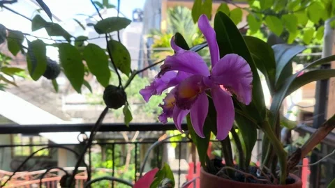 Flowers Stock Footage 326366444