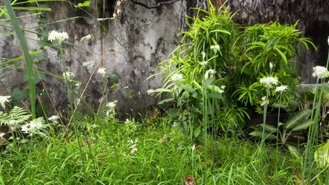 Flowers Stock Footage 326549102