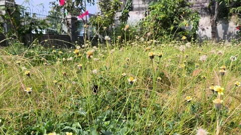 Flowers Stock Footage 326550389