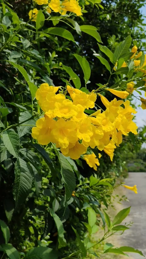 Flowers Stock Footage 330767193