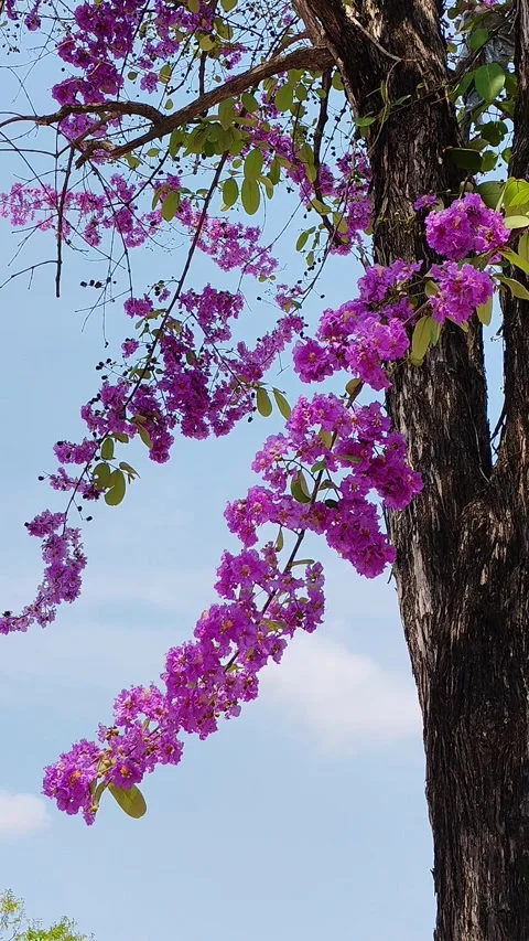 Flowers Stock Footage 330767283