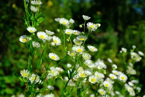 Flowers Stock Footage 341789689