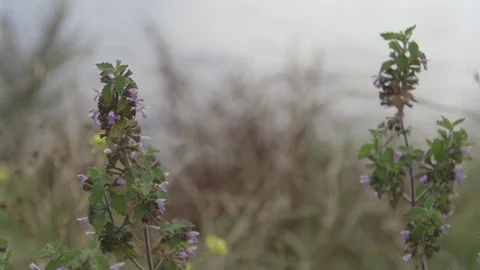 Flowers in foreground and de focus rippling river in background Stock Footage 75062320