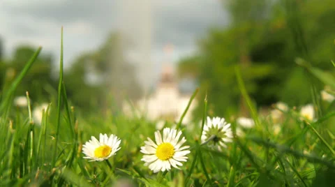Flowers in the foreground changes to the castle in the background Video stock 38334767