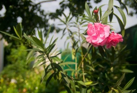 Flowers in the foreground Foto stock