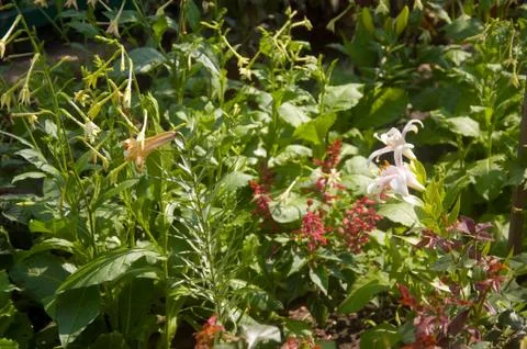 Flowers in the foreground Stock Photos