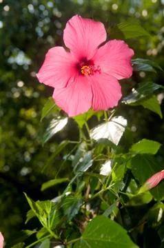 Flowers in the foreground Stock Photos