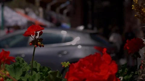 Flowers foreground shallow depth of field urban outdoor shopping Stock Footage 89631642