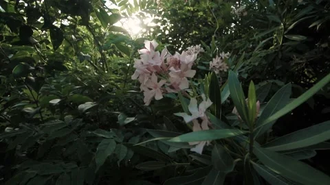 Flowers forest and sun Video stock 155547394