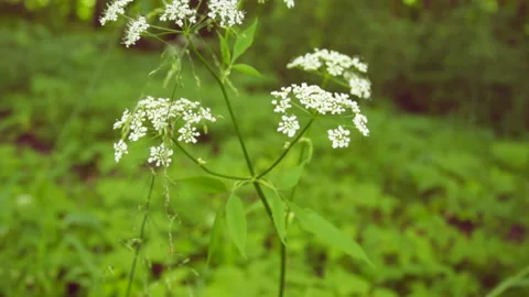 Flowers in the forest are blooming Stock Footage 146689965