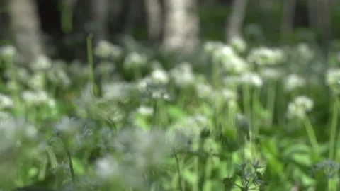 Flowers in the forest, changing focus, slow motion. Nature reserve. Eco-friendly 動画素材 144055618