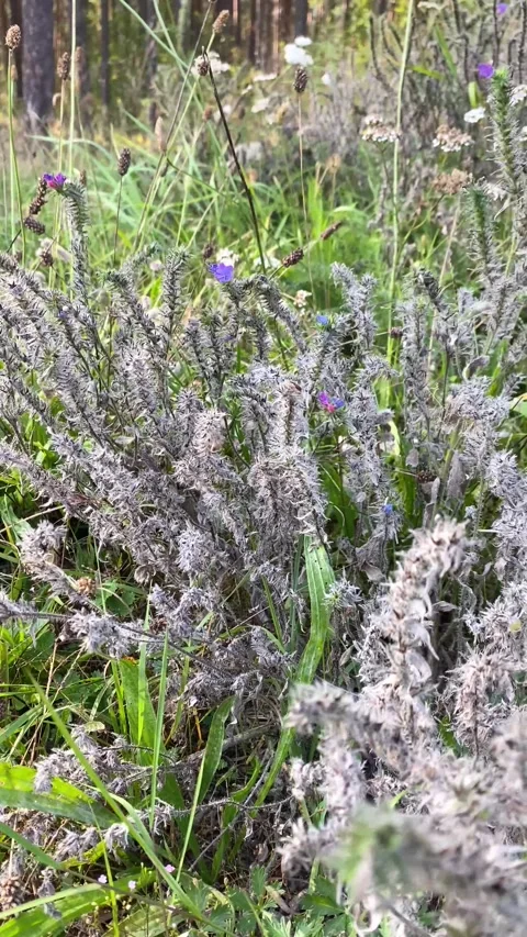 Flowers in a forest clearing. The wind is blowing. Vertical video Video stock 283382016