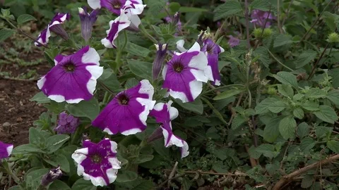 Flowers in the forest Stock Footage 81416995